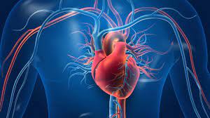 Read more about the article What Is Coronary Artery Disease (CAD)?